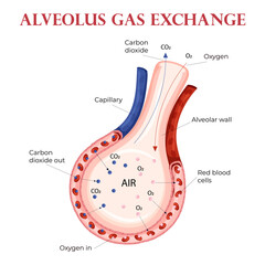 Oxygen and carbon dioxide exchange in alveolus with erythrocytes