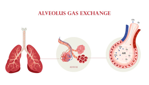 Human lung anatomy, alveoli structure and gas exchange scheme