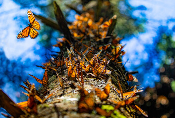Colony of Monarch butterflies (Danaus plexippus) on a pine trunk in a park El Rosario, Reserve of the Biosfera Monarca. Angangueo, State of Michoacan, Mexico