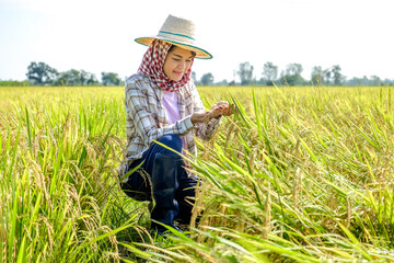 A Thai female farmer wearing a traditional shirt and hat is sitting and looking rice in the middle of the field.