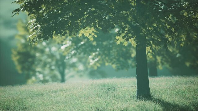 maple leaves in the wood