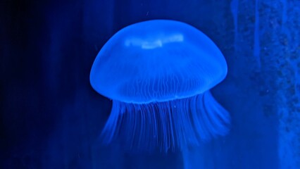 jellyfish in ultraviolet light
