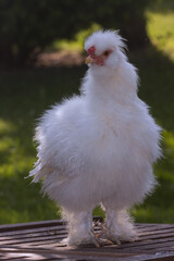 Lustig aussehendes weißes Seidenhuhn