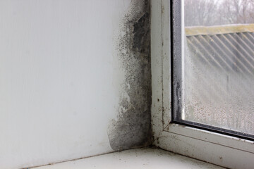 Mold in the corner of the window. Moisture and fungus on the window. The problem of fungus in winter.