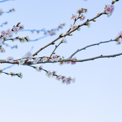 枝　花