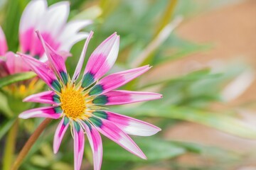 Beautiful closeup of pink African daisies
