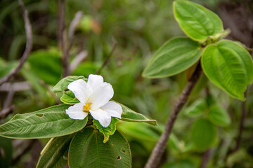 Vellozia Tubiflora en la Piedra Bonita, São Conrado - Rio de Janeiro, Brasil