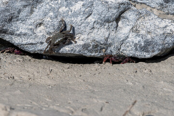 Crabs in the Mangroves of Umm Al Qwain with copy space, United Arab Emirates, UAE
