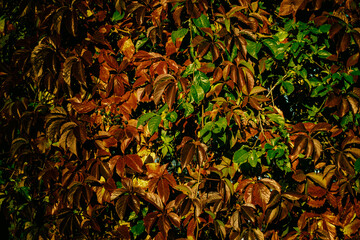 Green and red grape leaves backdrop, colorful foliage texture background close up, autumn or summer design, copy space, dark color floral pattern