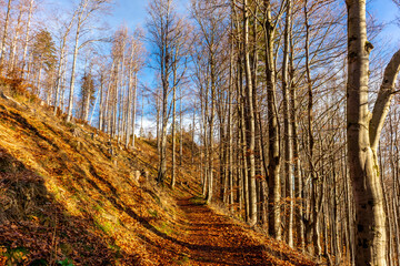 Obraz premium Herbstliche Entdeckungstour durch den Thüringer Wald bei Oberhof - Thüringen - Deutschland