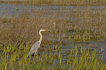 Great grey heronin the marsh of Bourgoyen nature reserve, Ghent, Flanders, Belgium 