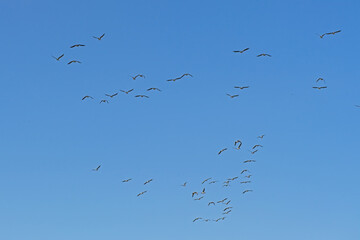 Formation of Canada geese in flight, low angle view - Branta canadensis 