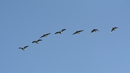 Formatiohn of Canada geese in flight, low angle view - Branta canadensis 