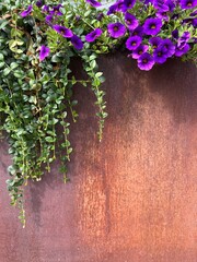 Rusted Metal Panel Fence With Bright Green Plant Growing