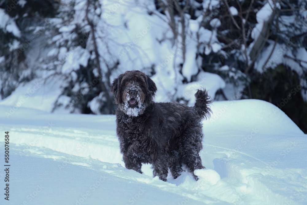 Wall mural a brown big dog, a pudelpointer, has fun in the fresh powder snow