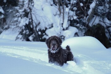 a brown dog is lying down in the fresh snow