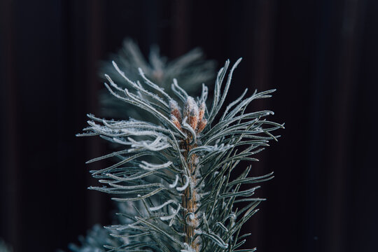 One pine branch with frosty white frost on a dark background