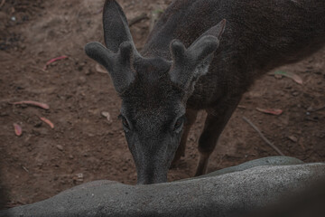 deer in the forest eat