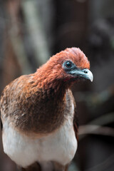 close up of a bird cardinal