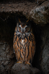 great horned owl in the night