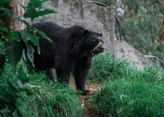 Fototapeta na wymiar black bear in the woods