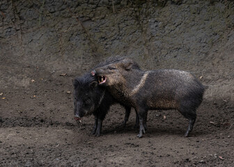 wild boar in nature biting its partner
