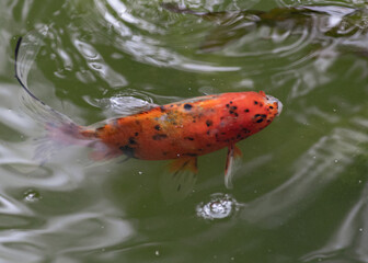 fish orange in the pond swiming