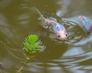 fish in the pond