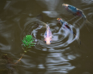 fish in the water