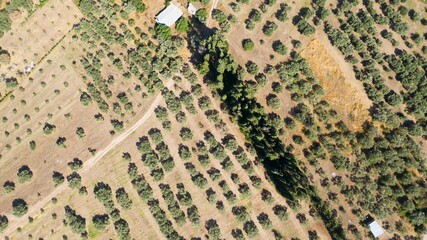 Fototapeta premium Aerial shot of olive trees fields in mainland Greece