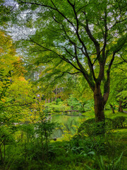 View through the foliage in a Japanese Garden
