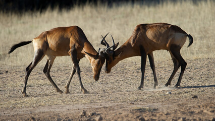   Red hartebeest (Alcelaphus buselaphus) Kgalagadi Transfrontier Park, South Africa