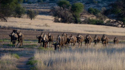   Blue wildebeest ( Connochaetes raurinus) Kgalagadi Transfrontier  Park, South Africa