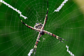 spider in web with green background