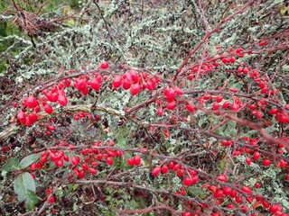 red autumn berry on a branch