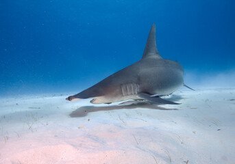 Great hammerhead shark in blue sea water.
