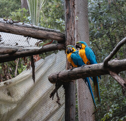 blue and yellow macaw ara