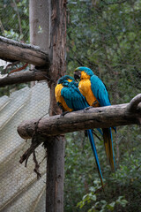 blue and yellow macaw over the three
