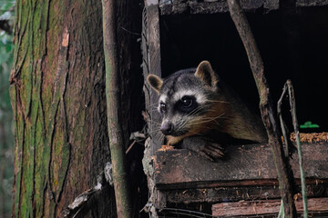 raccoon on a tree