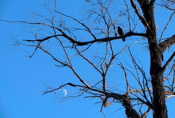 Australian Magpie (Gymnorhina tibicen)