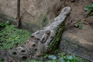crocodile hidden in the forest under the wather waiting to hunt