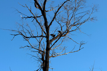 Australian Magpie (Gymnorhina tibicen)