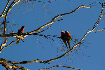Rainbow Lorikeet (Trichoglossus moluccanus)