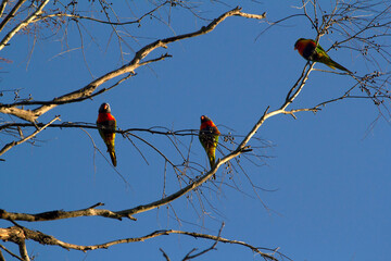 Rainbow Lorikeet (Trichoglossus moluccanus)