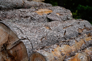 Forest dieback due to climate change, drought and storms and deforestation