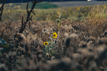 Sonnenblume auf einer wild wachsenden Blumenwiese, 2022