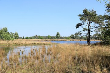 view on the fen in the cross border park the Zoom and Kalmthout heath in Belgium, the Netherlands