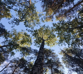 Fototapeta premium view of the trees from below