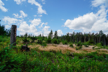 Forest dieback due to climate change, drought and storms and deforestation