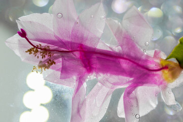Fototapeta na wymiar pink flower in the rain